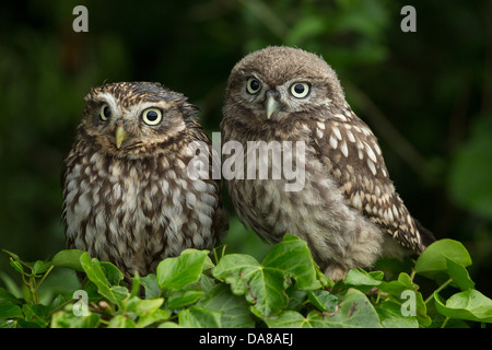 Paar kleine Eulen (Athene Noctua) auf eine Hecke Stockfoto