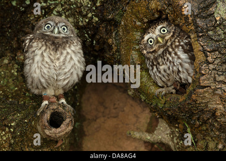 Paar kleine Eulen (Athene Noctua) auf Baumstamm Stockfoto