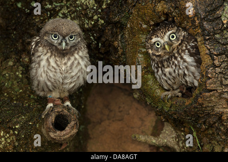 Paar kleine Eulen (Athene Noctua) auf Baumstamm Stockfoto