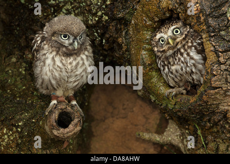 Paar kleine Eulen (Athene Noctua) auf Baumstamm Stockfoto