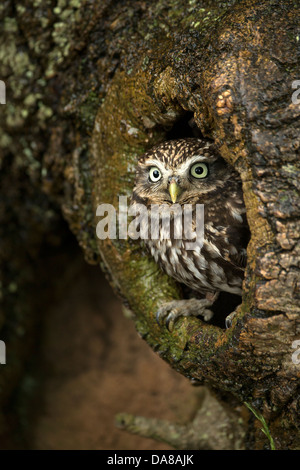 Steinkauz (Athene Noctua) peering von Nest Loch im Baumstamm Stockfoto