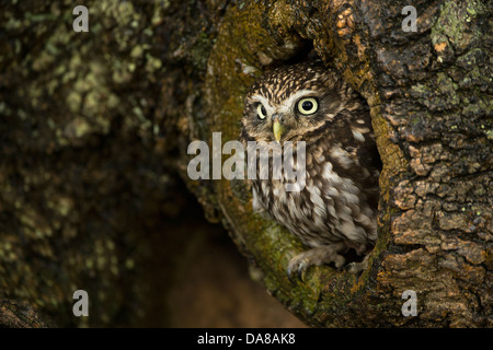 Steinkauz (Athene Noctua) peering von Nest Loch im Baumstamm Stockfoto