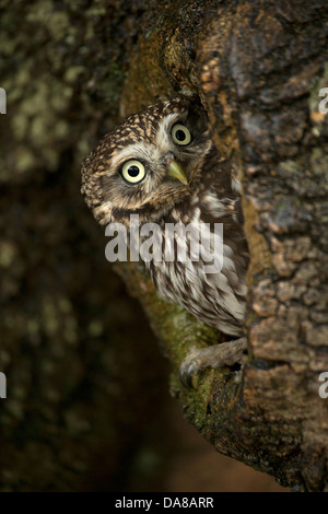 Steinkauz (Athene Noctua) peering von Nest Loch im Baumstamm Stockfoto