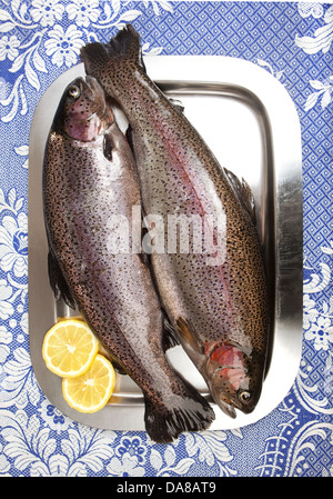 Zwei frische Regenbogenforellen auf einem Edelstahl-Tablett, garniert mit zwei Zitronenscheiben, roher Fisch bereit für die Küche Stockfoto