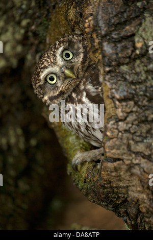 Steinkauz (Athene Noctua) peering von Nest Loch im Baumstamm Stockfoto