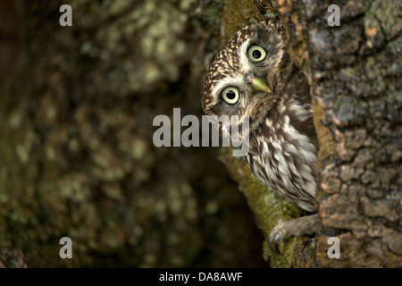 Steinkauz (Athene Noctua) peering von Nest Loch im Baumstamm Stockfoto