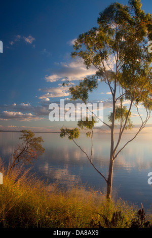 Eukalyptus / gum Bäumen am Ufer des Lake Maraboon bei Sonnenuntergang in der Nähe von Emerald Central Queensland Australia Stockfoto