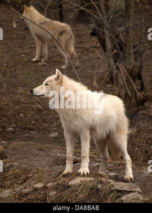 schöne graue Wolf mit einem Tan und schwarz Wolf im Wald hinter ihm Stockfoto