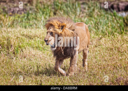 Männlicher Löwe, ein Spaziergang im Nationalpark Masai Mara in Kenia, Afrika Stockfoto