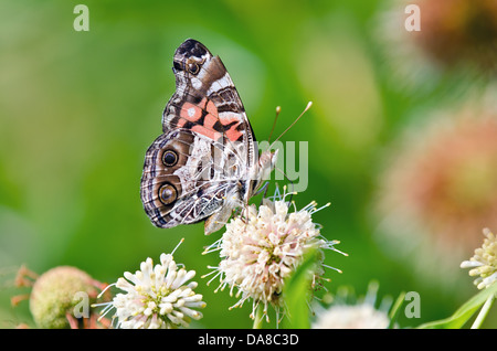 Amerikanischer Distelfalter Schmetterling (Vanessa Virginiensis) Fütterung auf Buttonbush Blumen. Grünen weichen Hintergrund mit Textfreiraum. Stockfoto