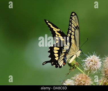 Riesige Schwalbenschwanz Schmetterling (Papilio Cresphontes) Fütterung auf Schaltfläche "Busch Blumen. Grünen weichen Hintergrund mit Textfreiraum. Stockfoto