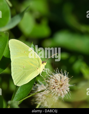 Wolkenlosen Schwefel Schmetterling (Phoebis Sennae) Fütterung auf Schaltfläche "Busch Blume Stockfoto