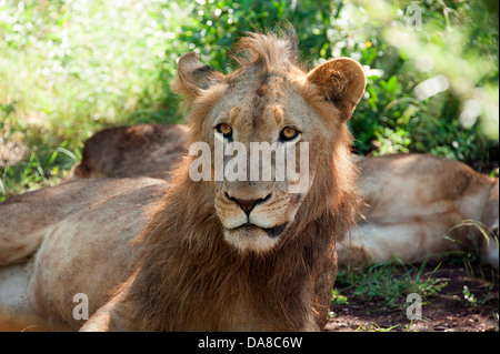 Majestätische männlicher Löwe ruht in den Rasen im südafrikanischen Wildreservat. Stockfoto