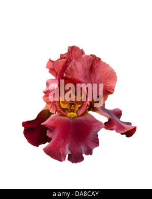 Rote panierte Iris Blume isoliert auf weiß Stockfoto