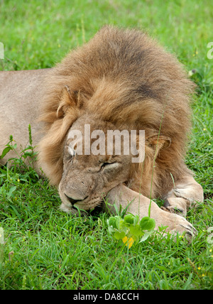 Schlafende Löwen auf dem grünen Rasen in Südafrika. Stockfoto