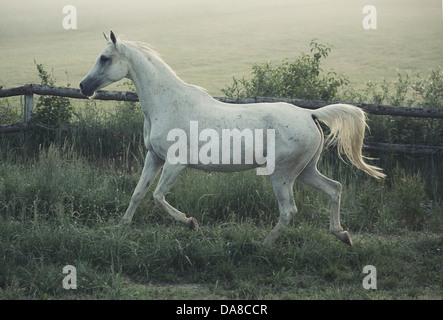 Bild von weißen Pferd mit rular Landschaft im Hintergrund Stockfoto