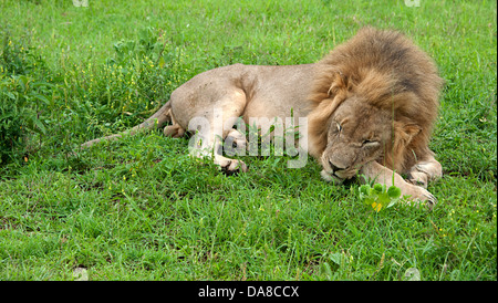 Schlafende Löwen auf dem grünen Rasen in Südafrika. Stockfoto