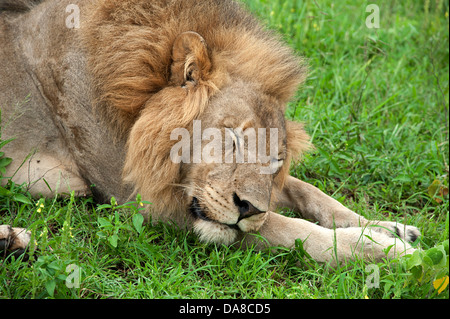 Schlafende Löwen auf dem grünen Rasen in Südafrika. Stockfoto