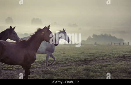 Große Szene der laufenden Wildpferde Stockfoto