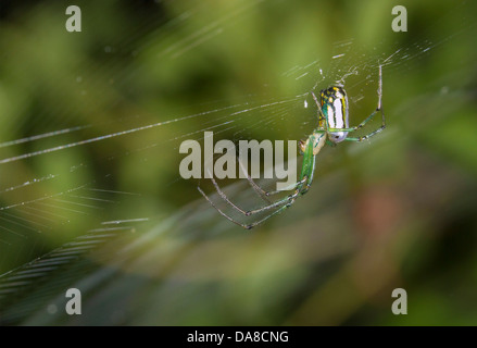 Venusta Orchard Spider oder Orchard Orbweaver (Leucauge venusta) im Internet (Georgia, USA). Stockfoto