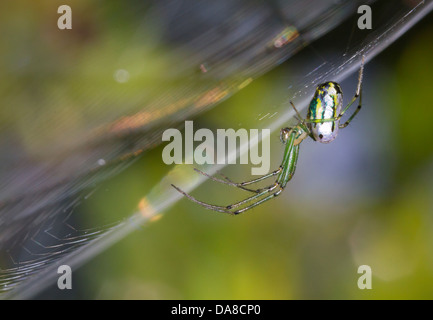 Venusta Obstgarten Spinne (Leucauge Venusta) im Netz (Georgia, USA). Stockfoto