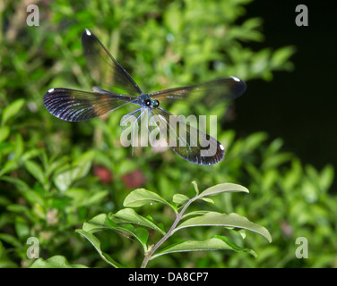 Ebony Jewelwing (Calopteryx maculata) fliegen (Georgia, USA). Stockfoto