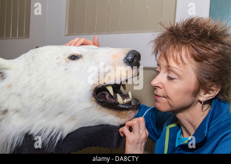 Frau sieht Eisbär im Mund bei Parks Canada Museum in Churchill, MB Stockfoto
