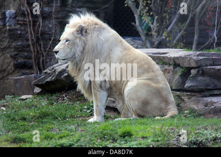 Afrikanische Löwen auf Ausstellung in Philadelphia Zoo, Pennsylvania. FÜR DEN REDAKTIONELLEN GEBRAUCH BESTIMMT. Stockfoto