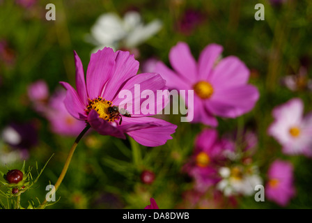 Insekt saugen Honig aus rosa Ringelblume Calendula Blume an Cubbon Park Garten Bangalore Indien Stockfoto