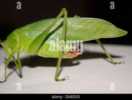 Grashuepfer Green Grasshopper (Long – gehörnte Grasshopper) Insekt-Seitenansicht Stockfoto