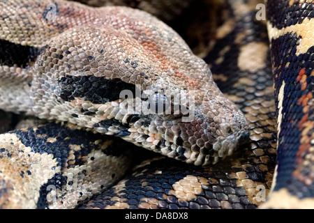 Boa Constrictor Portrait Stockfoto