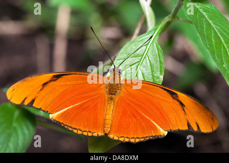 Julia Butterfly (Dryas Iulia) Alias: Julia Heliconian, die Flamme, oder Flambeau, Costa Rica Stockfoto