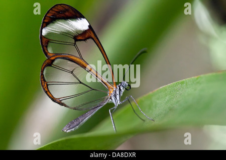 Glasswinged Schmetterling (Greta Oto), Costa Rica Stockfoto