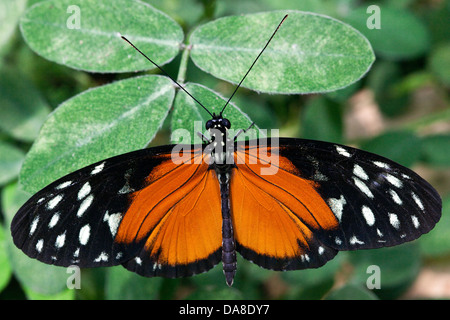 Tiger Longwing (Heliconius hecale) Alias: Golden Helicon, Costa Rica Stockfoto