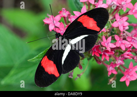 Der Postbote Schmetterling, alias: Gemeinsame Postman, oder Briefträger (Heliconius melpomene), Costa Rica Stockfoto