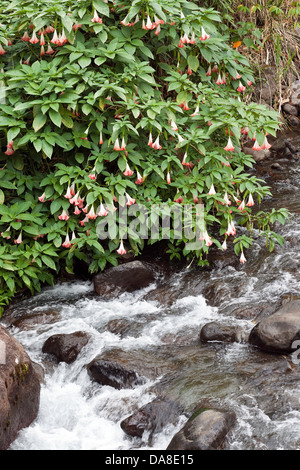 Angel Trumpet (Brugmansia Suaveolens), wächst entlang eines Baches, Costa Rica Stockfoto