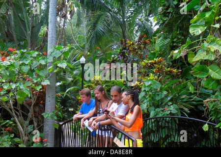 Florida Saint St. Petersburg, versunkene Gärten, botanische Gärten, Pflanzen, Palmen, Teenager Teenager Teenager Jugendliche Jugendliche Jugendliche Jugendliche Jugendliche Jugendliche, junge Jungen Junge Jungen Jungen Jungen Männer Stockfoto