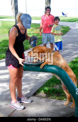 Florida Saint St. Petersburg, Vinoy Park, Erwachsene Erwachsene Frau Frauen weibliche Dame, Hund Hunde, Wasserbrunnen, Getränke Getränke Getränke trinken aus, vis Stockfoto