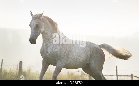 Weiß, starke Pferd auf wahre Freiheit Stockfoto