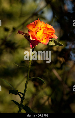 Orange und gelbe rose Stockfoto