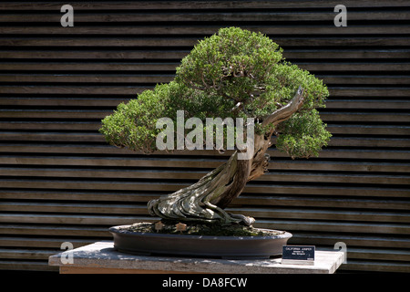 Kalifornien-Wacholder (Juniperus Californica)-Bonsai-Baum, der Huntington-Bibliothek und Kunstsammlung botanischen Garten San Marino, Kalifornien, Vereinigte Staaten von Amerika Stockfoto