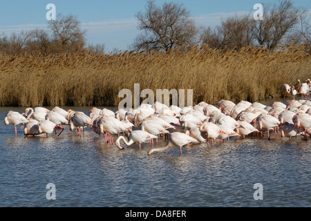 Großen Flamingo. Phoenicopterus Ruber. Saintes Maries De La Mer Stockfoto