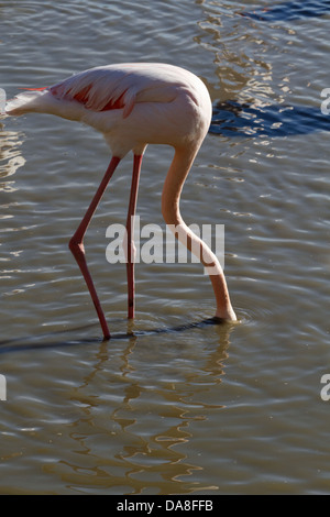 Großen Flamingo. Phoenicopterus Ruber. Saintes Maries De La Mer Stockfoto