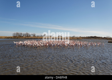 Großen Flamingo. Phoenicopterus Ruber. Saintes Maries De La Mer Stockfoto