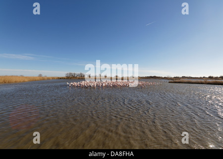 Großen Flamingo. Phoenicopterus Ruber. Saintes Maries De La Mer Stockfoto