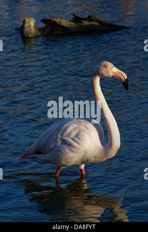 Großen Flamingo. Phoenicopterus Ruber. Saintes Maries De La Mer Stockfoto