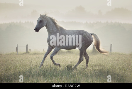 Gefleckte weiße Pferd Rennen durch die grüne Wiese Stockfoto