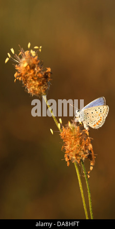 Peablue (Lampides Boeticus) oder Long-tailed Blue Butterfly in Israel, Frühling Mai gedreht Stockfoto