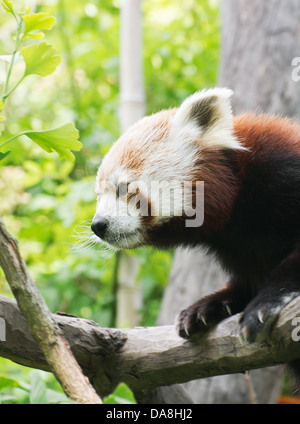 Roter Panda (Ailurus Fulgens) auf einem Baum sitzen. Stockfoto