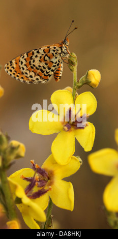 Lesser Spotted Fritillary (Melitaea Trivia) Schmetterling fotografiert in Israel, Frühling-Mai Stockfoto
